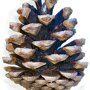 Pinus nigra 'Nigra' open kegel